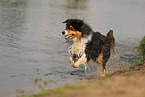 black-tri Australian Shepherd
