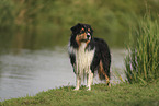 black-tri Australian Shepherd