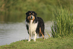 black-tri Australian Shepherd