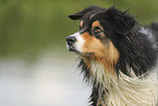 black-tri Australian Shepherd