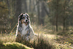 blue-merle Australian Shepherd