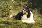 black-tri Australian Shepherd