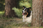 black-tri Australian Shepherd