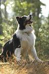 black-tri Australian Shepherd