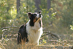 black-tri Australian Shepherd