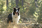 black-tri Australian Shepherd