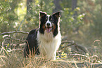 black-tri Australian Shepherd