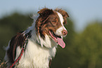 red-tri Australian Shepherd