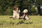 red-tri Australian Shepherd