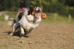 red-tri Australian Shepherd
