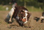 red-tri Australian Shepherd