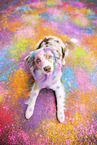 Australian Shepherd
