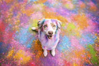 Australian Shepherd