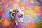 Australian Shepherd