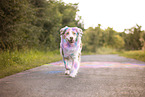 Australian Shepherd