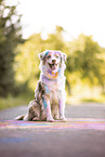 Australian Shepherd