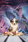 Australian Shepherd puppy