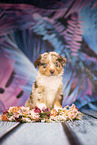 Australian Shepherd puppy