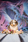 Australian Shepherd puppy