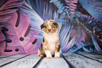 Australian Shepherd puppy