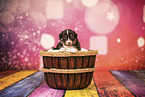 Australian Shepherd puppy