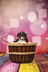Australian Shepherd puppy