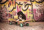 Australian Shepherd puppy