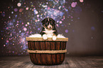 Australian Shepherd puppy