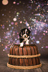 Australian Shepherd puppy