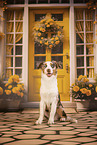 Australian Shepherd