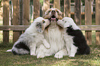 Australian Shepherd