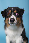 Australian Shepherd