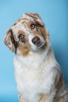 Australian Shepherd