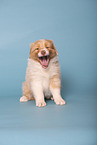 Australian Shepherd puppy
