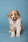 Australian Shepherd puppy