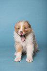 Australian Shepherd puppy