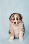 Australian Shepherd puppy