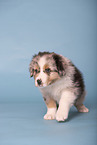 Australian Shepherd puppy