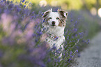 Australian Shepherd