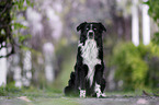 male Australian Shepherd