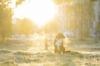 male Australian Shepherd