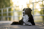 male Australian Shepherd