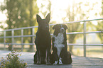 German Shepherd and Australian Shepherd