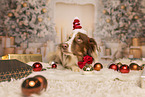 Australian Shepherd in Christmas decoration