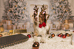 Australian Shepherd in Christmas decoration
