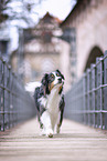 Australian Shepherd