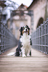 Australian Shepherd