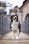 Australian Shepherd