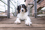 Australian Shepherd