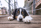 Australian Shepherd